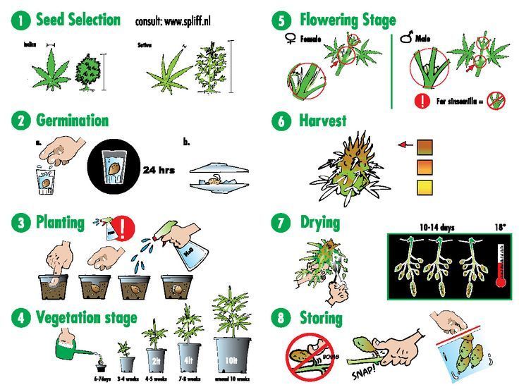 Growing guide marijuana